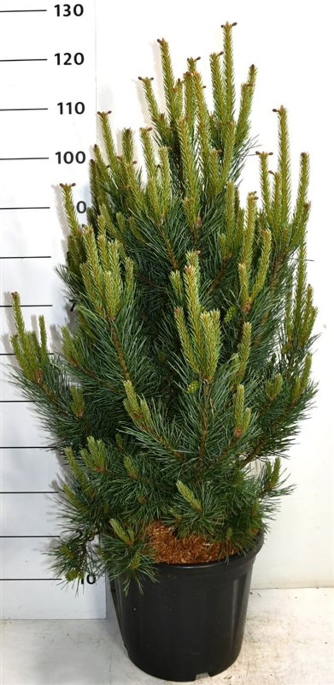 Pinus sylv. 'Watereri' - C20 80-90 CM